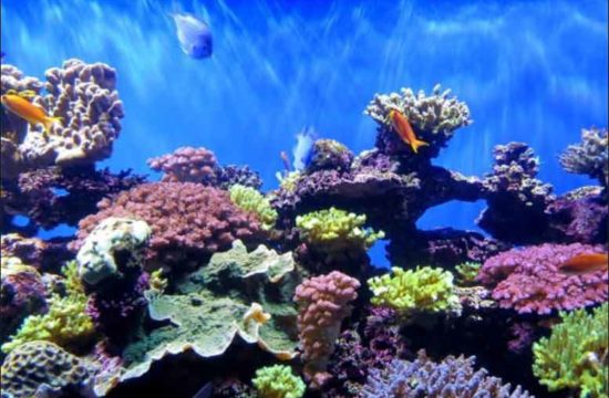 Coral reefs