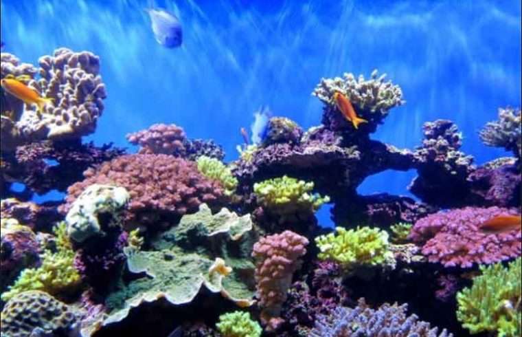 Coral reefs