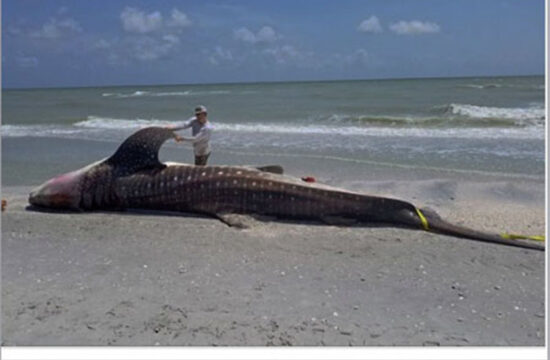 Sarrasota red tide whale