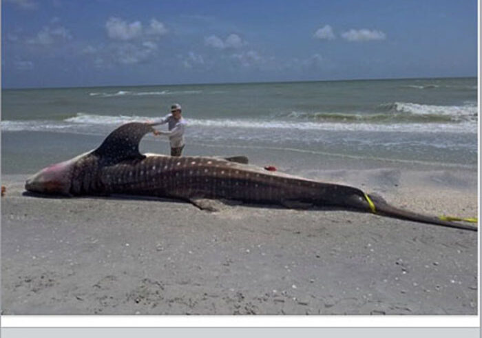 Sarrasota red tide whale