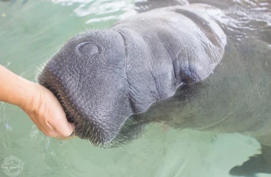 Mote Buffett Companion