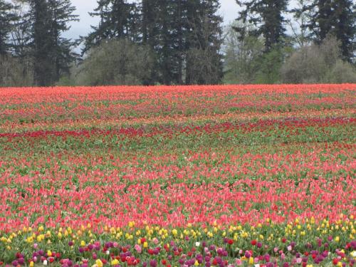 Tulip rows purple yellow red peach