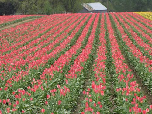 Tulip rows peach