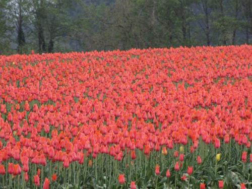 Tulips all peach